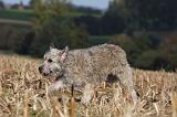 BOUVIER DES ARDENNES 225